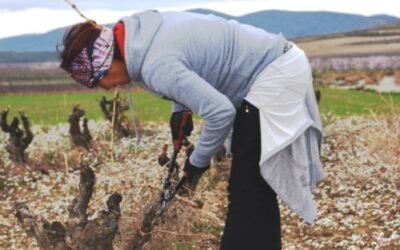 Unos 2.510 jóvenes agricultores perciben casi 11,6 M€ de derechos de pago básico de la reserva nacional de la PAC 2020