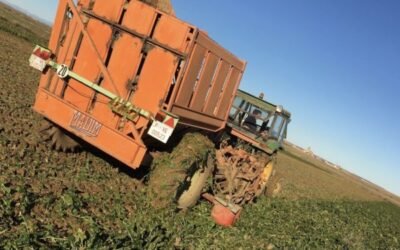 ASAJACyL eleva a 6,5 M€ el importe que AB Azucarera debe a unos 2.500 remolacheros de toda España