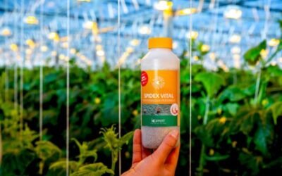 Koppert mejora la eficacia de Spidex en el control biológico de araña roja