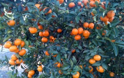 Primeras acciones legales contra productores sin licencia de la variedad Spring Sunshine