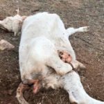 El problema se expande por España: Reclaman medidas urgentes tras tres ataques de buitres a vacas vivas en Castellón