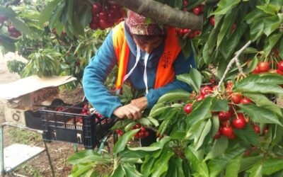 Aragón: casi un 15% de los empleadores frutícolas se arriesgan a sanción en la próxima campaña