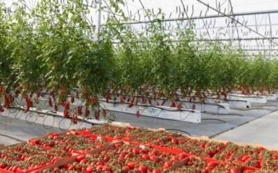 Aguilera reclama a la CE medidas para frenar la entrada masiva de tomate marroquí