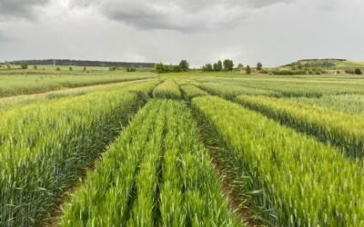 Nuevas variedades comerciales de trigo duro, triticale y avena