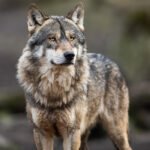 Frente común de ganaderos y diez CCAA para impulsar una iniciativa conjunta para pedir la retirada de la inminente orden del lobo