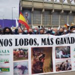 Una caravana de 300 vehículos como protesta contra la protección del lobo: «Ellos no están en peligro de extinción, los ganaderos, sí»