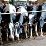 Producir leche para perder dinero: Los costes disparados hacen perder entre 2 y 3 céntimos por litro a cada ganadero