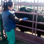 El otro relevo generacional: Las mujeres suponen ya el 70% de los veterinarios colegiados menores de 35 años en España