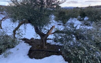 Las indemnizaciones por siniestros en el agro asegurado se elevan a 88,4 M€ en los dos primeros meses de 2021