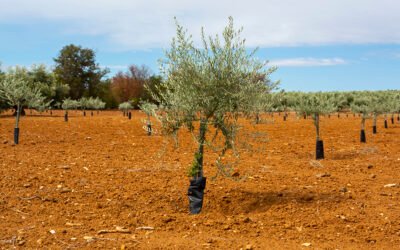 Proyecto «True Healthy Olive Cultivars 2»