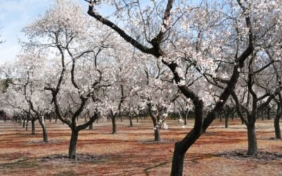 El FEGA publica un informe sobre los Valores medios regionales de los derechos de pago básico de la PAC 2021