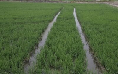 El sector arrocero valenciano convoca una tractorada para reclamar su viabilidad