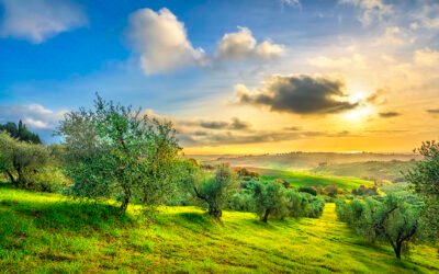 Andalucía lanza una línea de ayudas a la producción ecológica