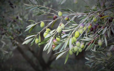 La recolección de aceituna brasileña podrá alcanzar 900 toneladas en 2021