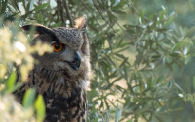 Olivares Vivos: la importancia del olivar para la conservación de la biodiversidad en Europa