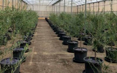 La UCO y el COI colaboran en un proyecto sobre el olivar saludable