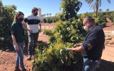 Ecoculture consigue un 50% más de cuajado y menor caída de aguacate en fase de engorde