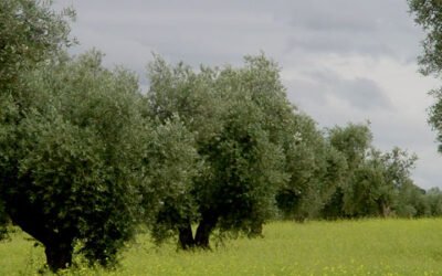 La CE presenta un plan de acción para impulsar la producción ecológica