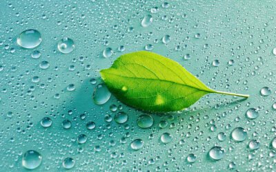 Ecovalia considera «muy positivo» el Plan de Acción para la Producción Ecológica de la Comisión Europea