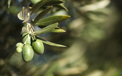 Nuevo método que predice el riego adecuado para distintos cultivos de la cuenca del Guadalquivir