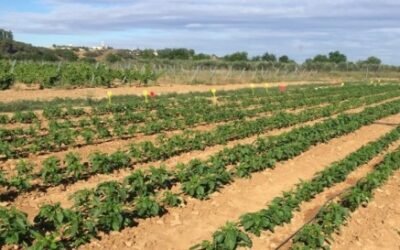 Optimización de la fertilización nitrogenada en pimiento de industria en Extremadura