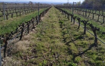 Presencia y evolución de potenciales vectores de Xylella fastidiosa en viñedos de La Rioja