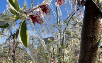 Las heladas primaverales causan importantes daños en los cultivos frutícolas de la Península