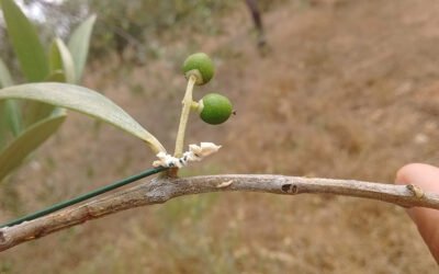 Efectividad de las hormigas contra las dos principales plagas del olivo