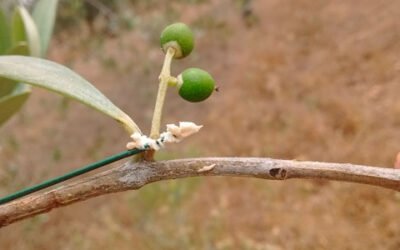 Hormigas contra dos plagas del olivo