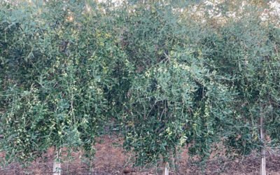 Inteligencia artificial para la gestión de plagas del olivar