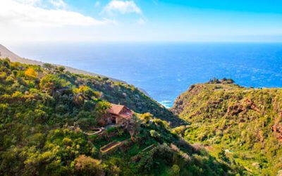 Nace Olipalma para impulsar el cultivo del olivo en la isla de La Palma