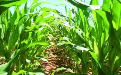 La UdL organiza el I Curso online sobre Identificación y Manejo de Malas Hierbas de Maíz