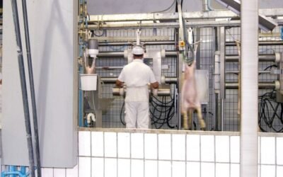 Cárnico: el real decreto de videovigilancia de mataderos podrá estar en vigor a finales de este año