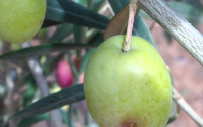 OliveFlyNet o sistema de monitoreo automatizado para la mosca del olivo