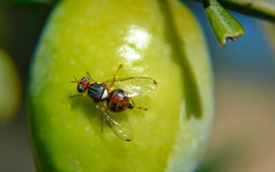 La UCO perfecciona una trampa automática para luchar contra la mosca del olivo
