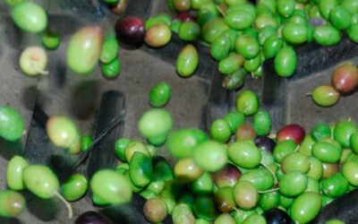 Oilquality: clasificación de los aceites de oliva en tiempo real previamente a su almacenamiento