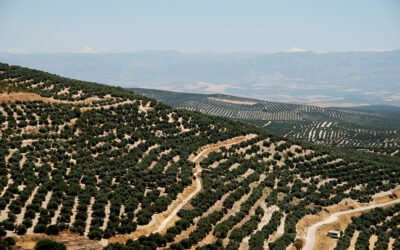 Aplicación del producto Omyapro Calcium en olivar