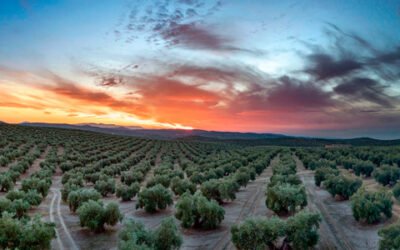 Nuevos pasos en la candidatura del Paisaje Cultural del Olivar en Andalucía como Patrimonio Mundial