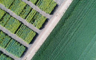 Inteligencia artificial en la agricultura para mejorar su eficiencia comercial