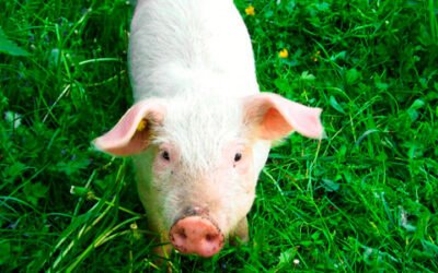 La oleuropeína como antioxidante natural en la alimentación del cerdo blanco