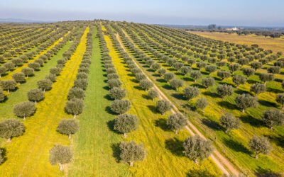 Portugal finaliza la recolección de aceituna con un descenso del 30% con respecto a la anterior campaña