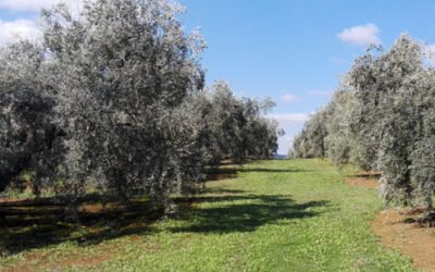 Andalucía activa un proyecto de gestión integrada de plagas en cultivos como el olivar