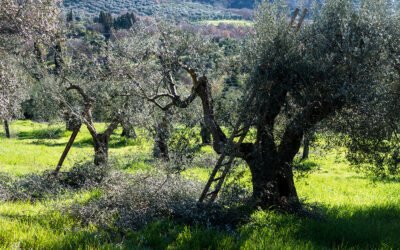 Situación actual del olivar en las provincias andaluzas: preparación para la nueva campaña