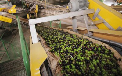 Asaja-Jaén constata la bajada en la producción y destaca el buen ritmo de las salidas en febrero