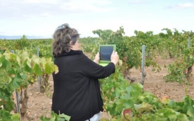 OIVE y PTV dinamizaron 26 proyectos de innovación vitivinícola con una inversión de más de 27 M€ en 2020