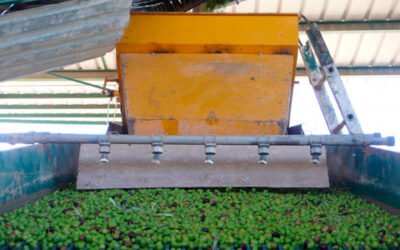 Jornada informativa de Infaoliva: contratos, pago, retirada de aceite del mercado y norma de calidad