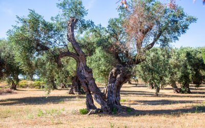 Valencia aprueba las primeras ayudas para la replantación de parcelas afectadas por la Xylella fastidiosa