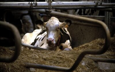 Competencia y normalización de relaciones entre ganaderos e industrias lácteas. Por Jorge A. Santiso, Francisco Sineiro, ECOAGRASOC (USC)