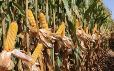 Nuevas variedades de maíz para grano de los ciclos 600 y 700