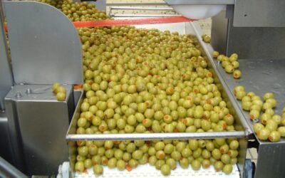 El sector de la aceituna de mesa pierde más de un 11% de su mercado, según Cooperativas